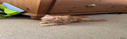 Mixed Breed cats for sale: 5 fluffy playful kittens looking for homes - Advert 17