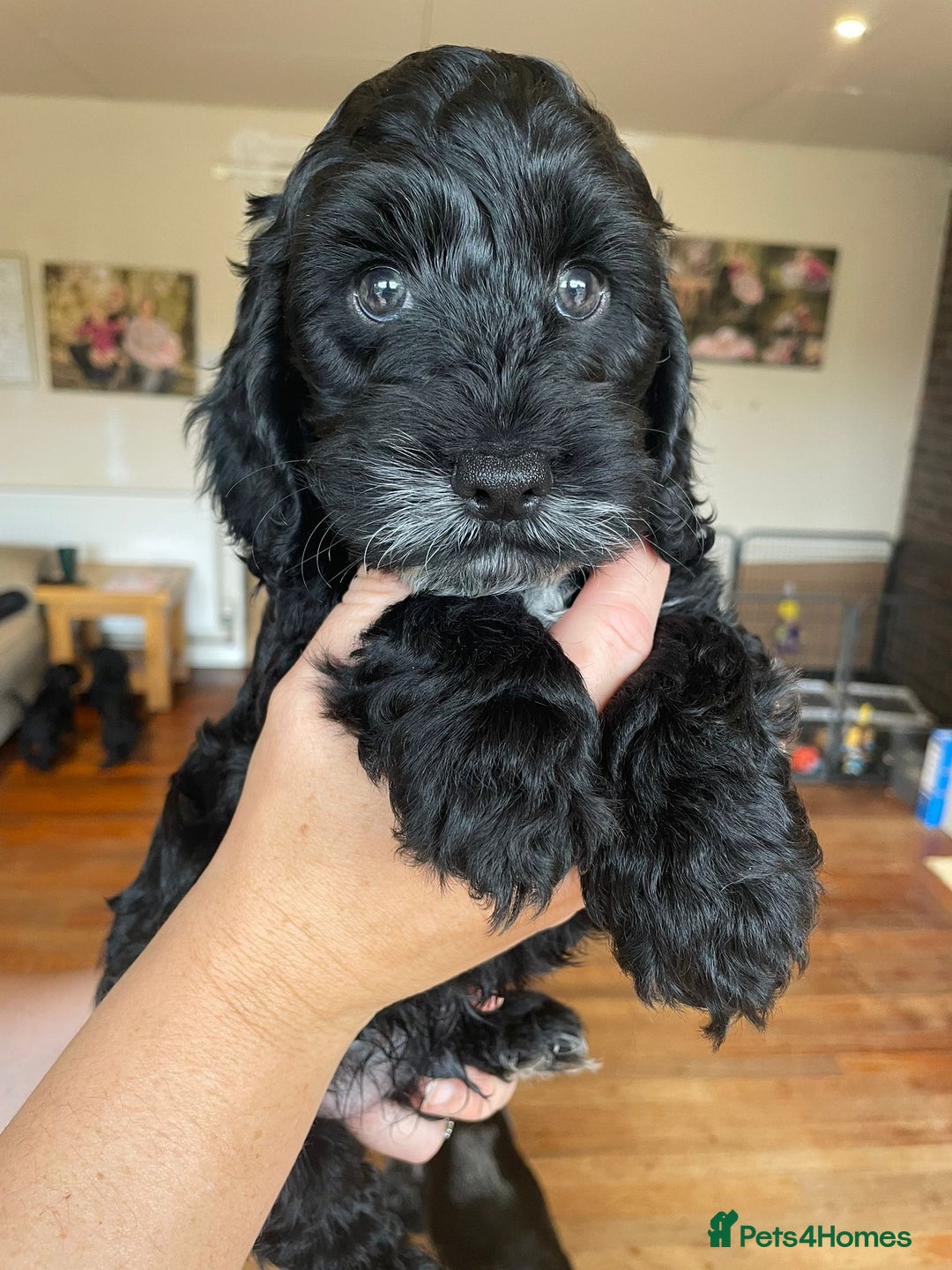 Cockapoo dogs for sale: Show Type F1 Cockerpoos. KC parents & health tests - Image 14