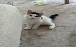 Mixed Breed cats for adoption: 4x 10 week rescue kittens waiting for homes - Image 10