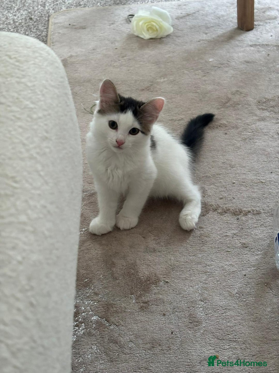 Mixed Breed cats for adoption: 4x 10 week rescue kittens waiting for homes - Image 10