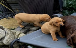 Labrador Retriever dogs for sale: Fox red labrador puppies - Image 26