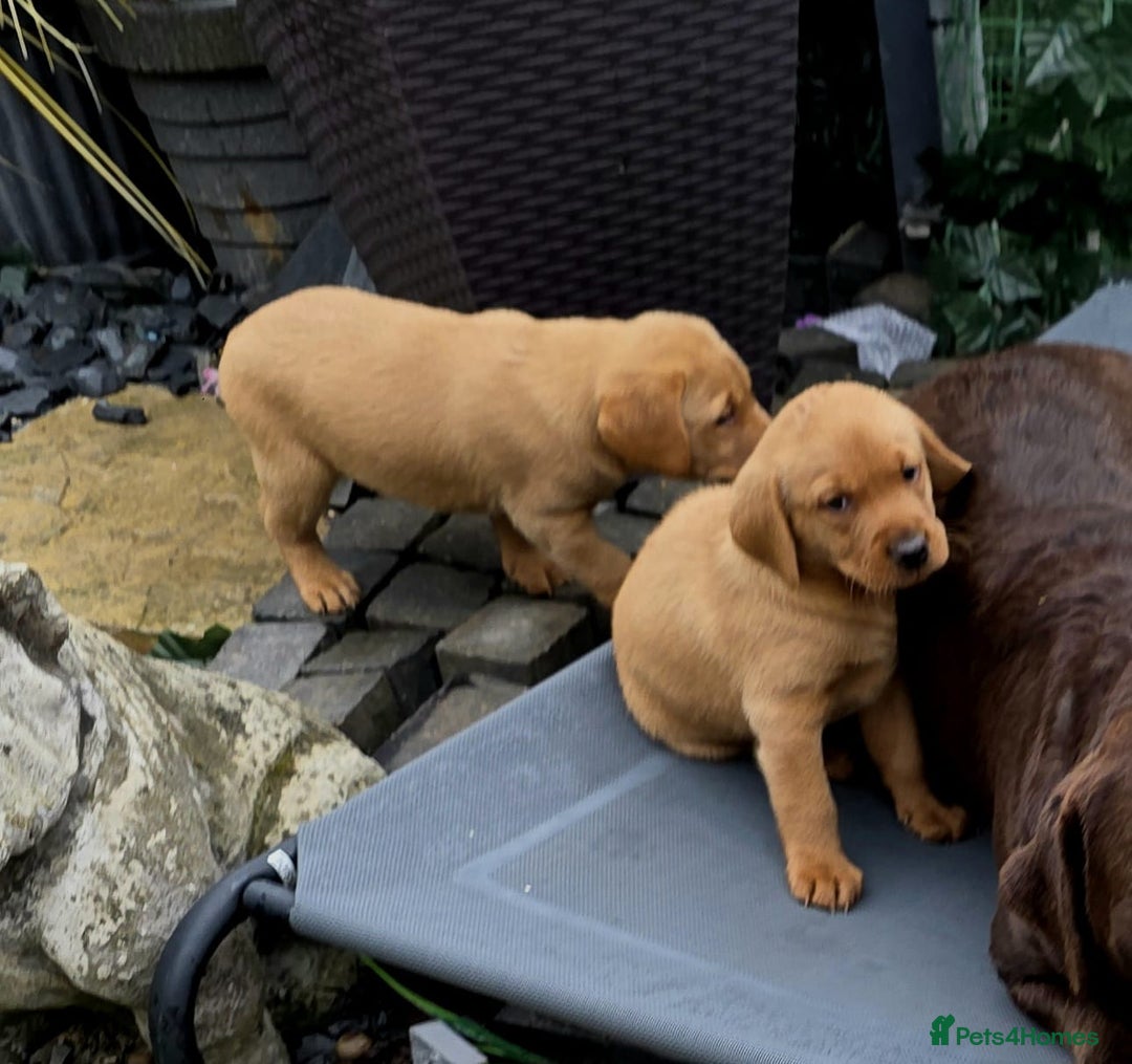 Labrador Retriever dogs for sale: Fox red labrador puppies - Image 26