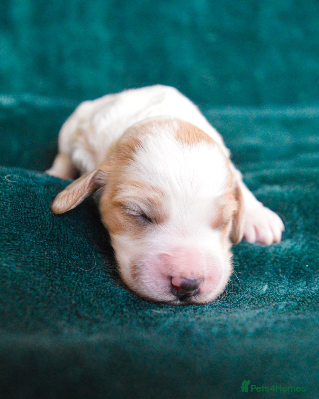 Cockapoo dogs for sale: Beautiful F1 Cockapoos - Image 7