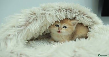 British Shorthair cats Stunning Champion Bloodlines kittens  - Advert 13