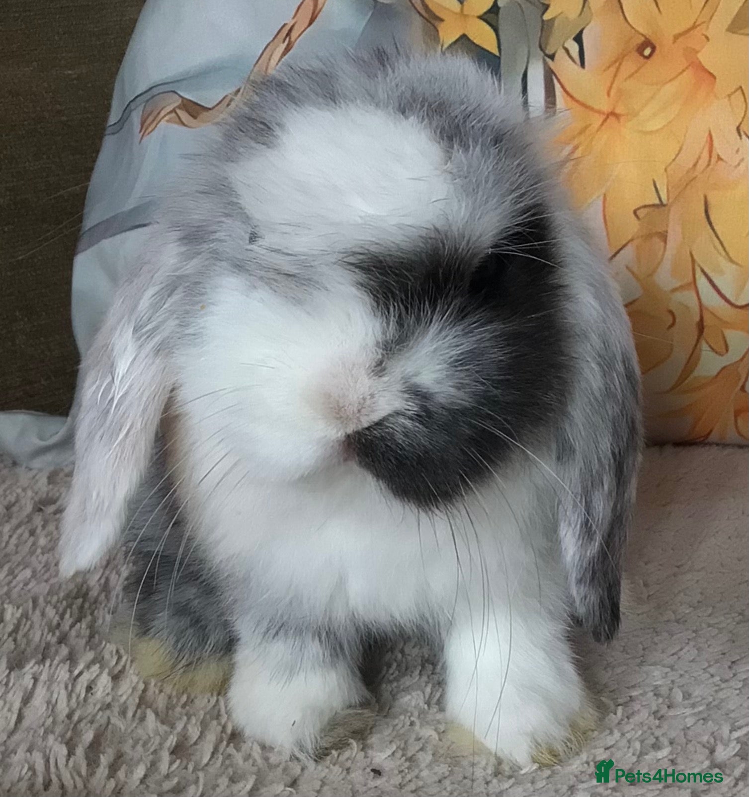 Mini Lop rabbits Mini lop buck - Advert 1