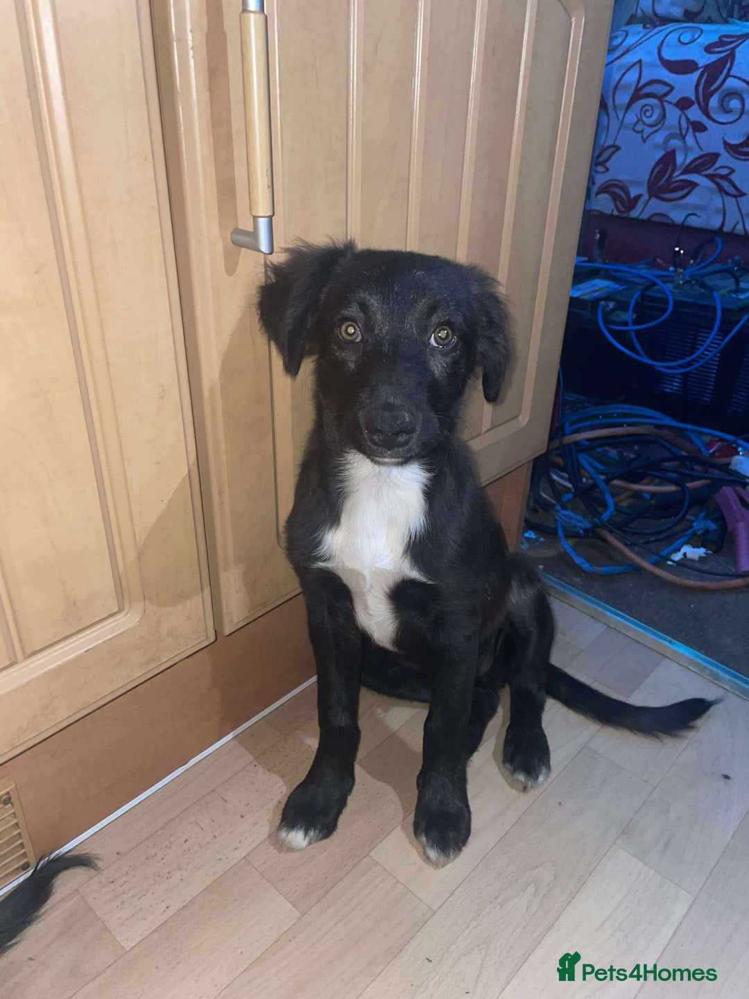 Border Collie dogs for sale: Border collie puppy’s for sale  - Image 4