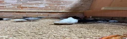Chickens poultry for sale: Polish chickens available  - Advert 6
