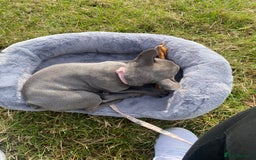 French Bulldog dogs for sale: Stunning Blue French bulldog  - Image 3