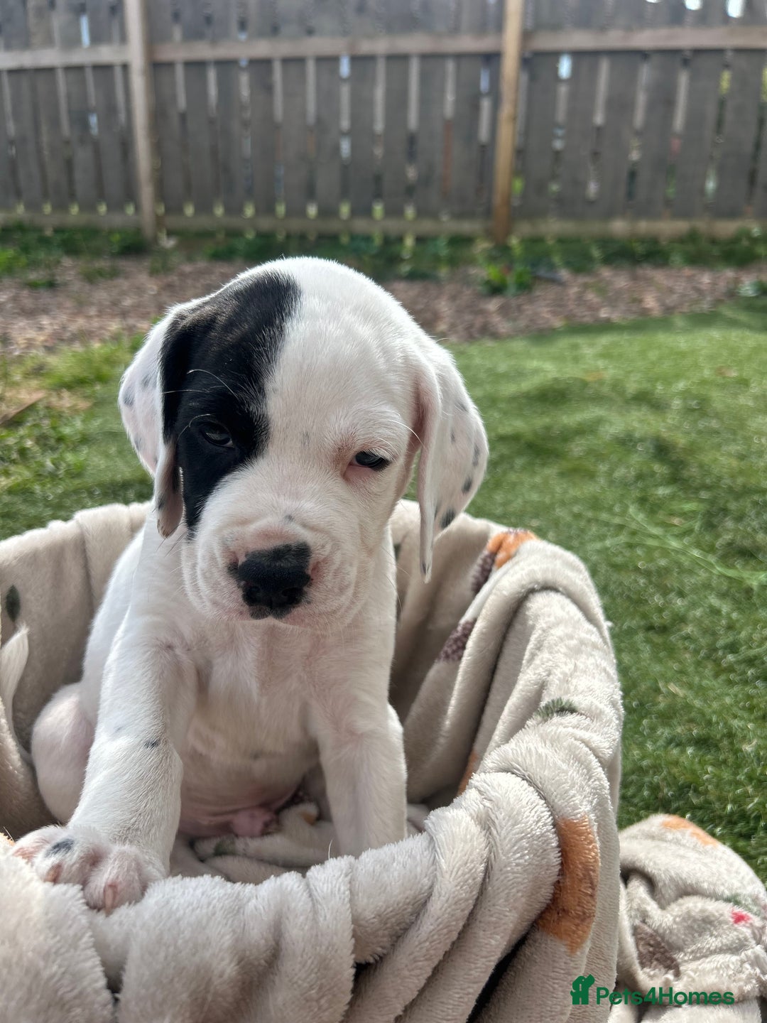 Mixed Breed dogs for sale: long haired Boxapoints - Image 13