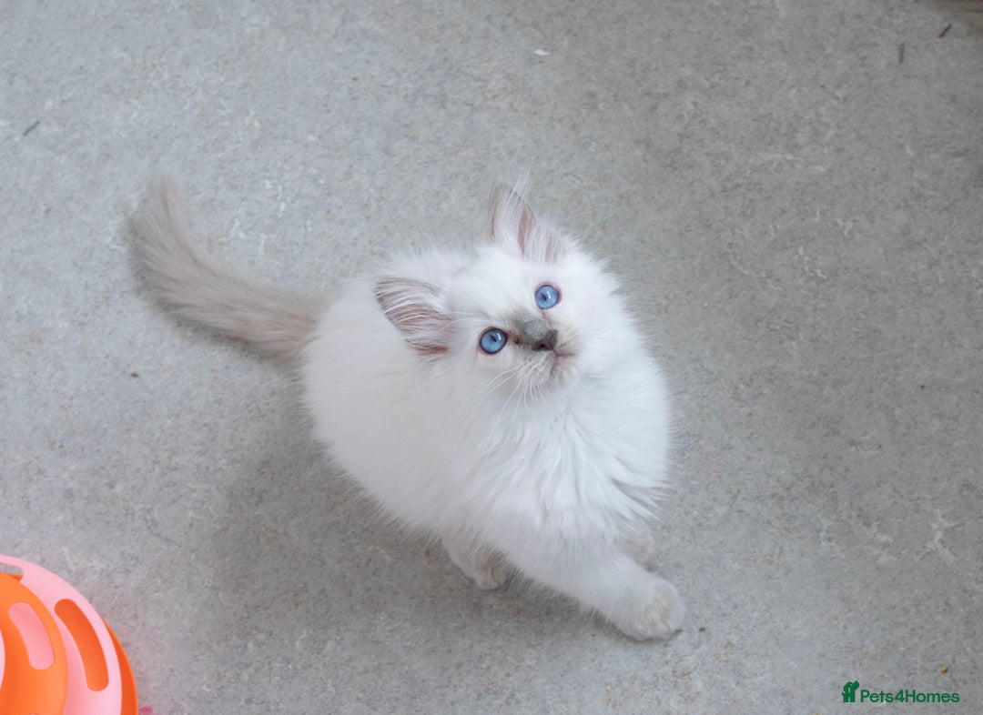 Ragdoll cats for sale: RAGDOLL KITTENS registered in Manchester - Image 9