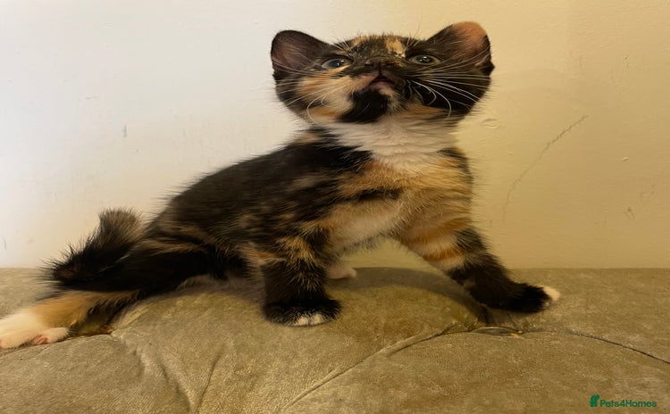 Mixed Breed cats - Advert 1