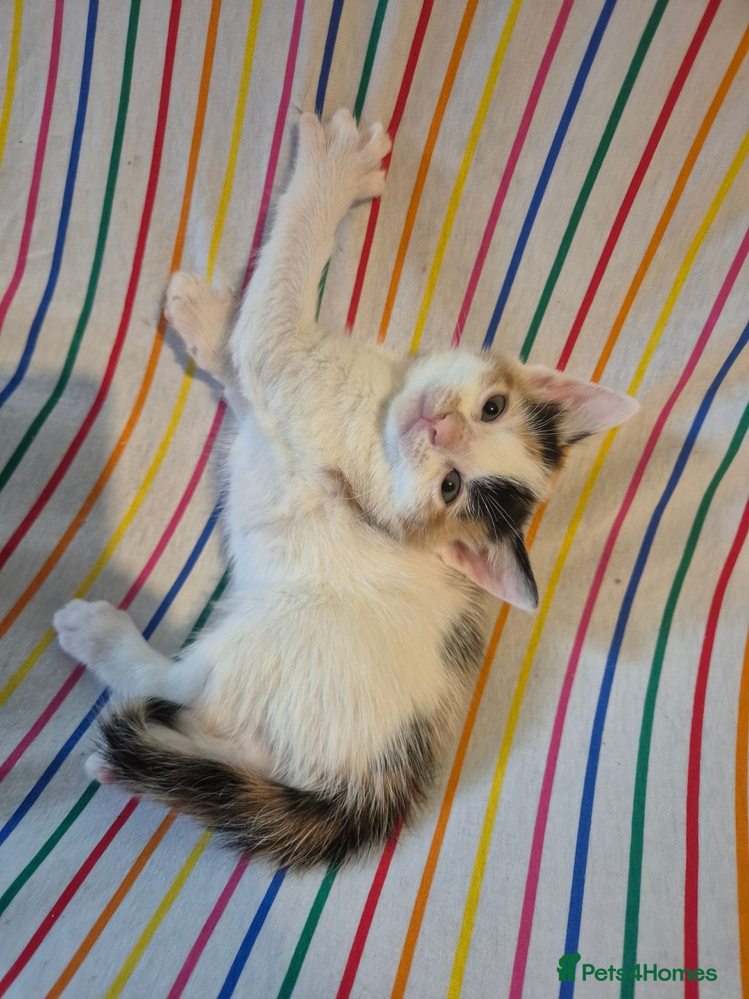 Mixed Breed cats for sale: Gorgeous kittens long and short haired - Image 3