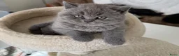 British Shorthair cats for sale:  3 blue Britishshorthair kittens girls for sale  - Advert 7