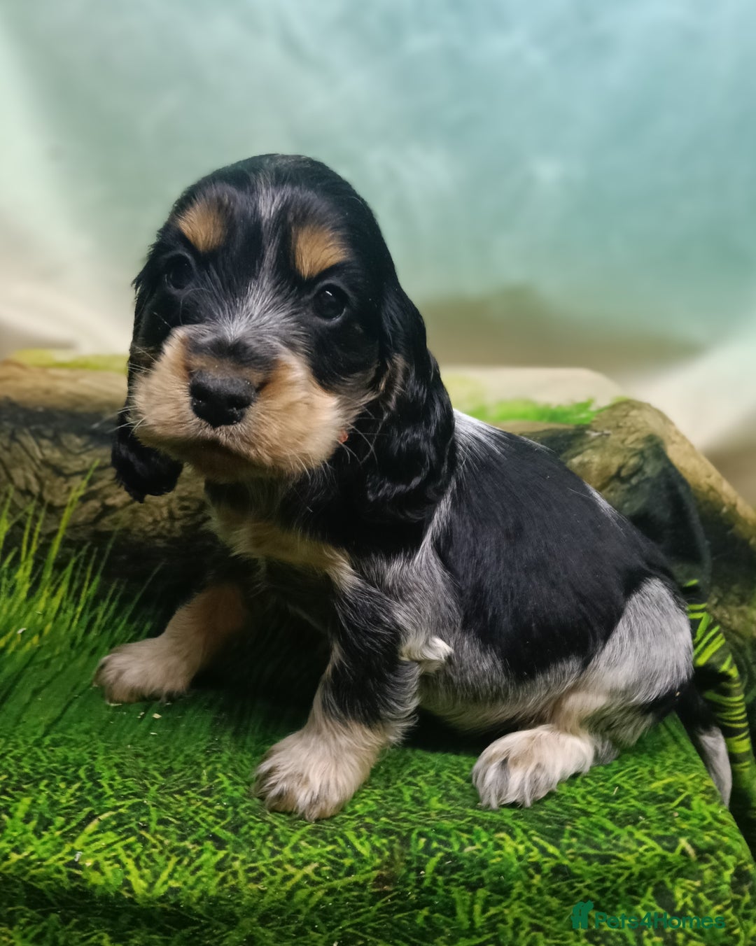 Cocker Spaniel dogs for sale: Show Type blue/Tri/chocolate Roan Cocker Spaniels  - Image 10