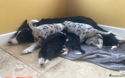 Border Collie dogs for sale: Border Collie Pups Merle, Tri-colour & Blk/wht - Image 2
