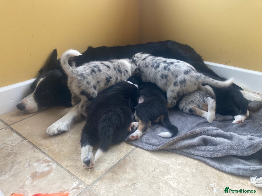 Border Collie dogs for sale: Border Collie Pups Merle, Tri-colour & Blk/wht - Image 2