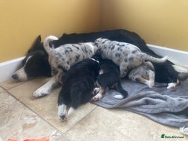 Border Collie dogs - Advert 8