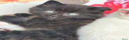 Mixed Breed cats for sale: For sale, friendly tame kittens  in Evesham - Advert 6