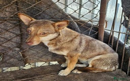 Mixed Breed dogs for adoption: FOXY - a Lovely shy girl looking for a Loving Home - Image 1
