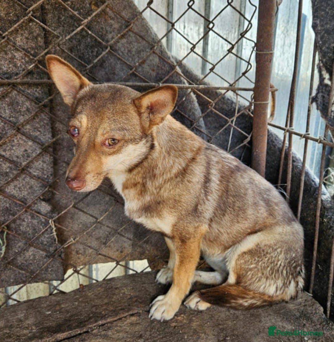 Mixed Breed dogs for adoption: FOXY - a Lovely shy girl looking for a Loving Home - Image 1