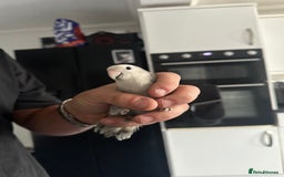 Lovebirds birds for sale: Breeding pair of lovebirds - Image 5