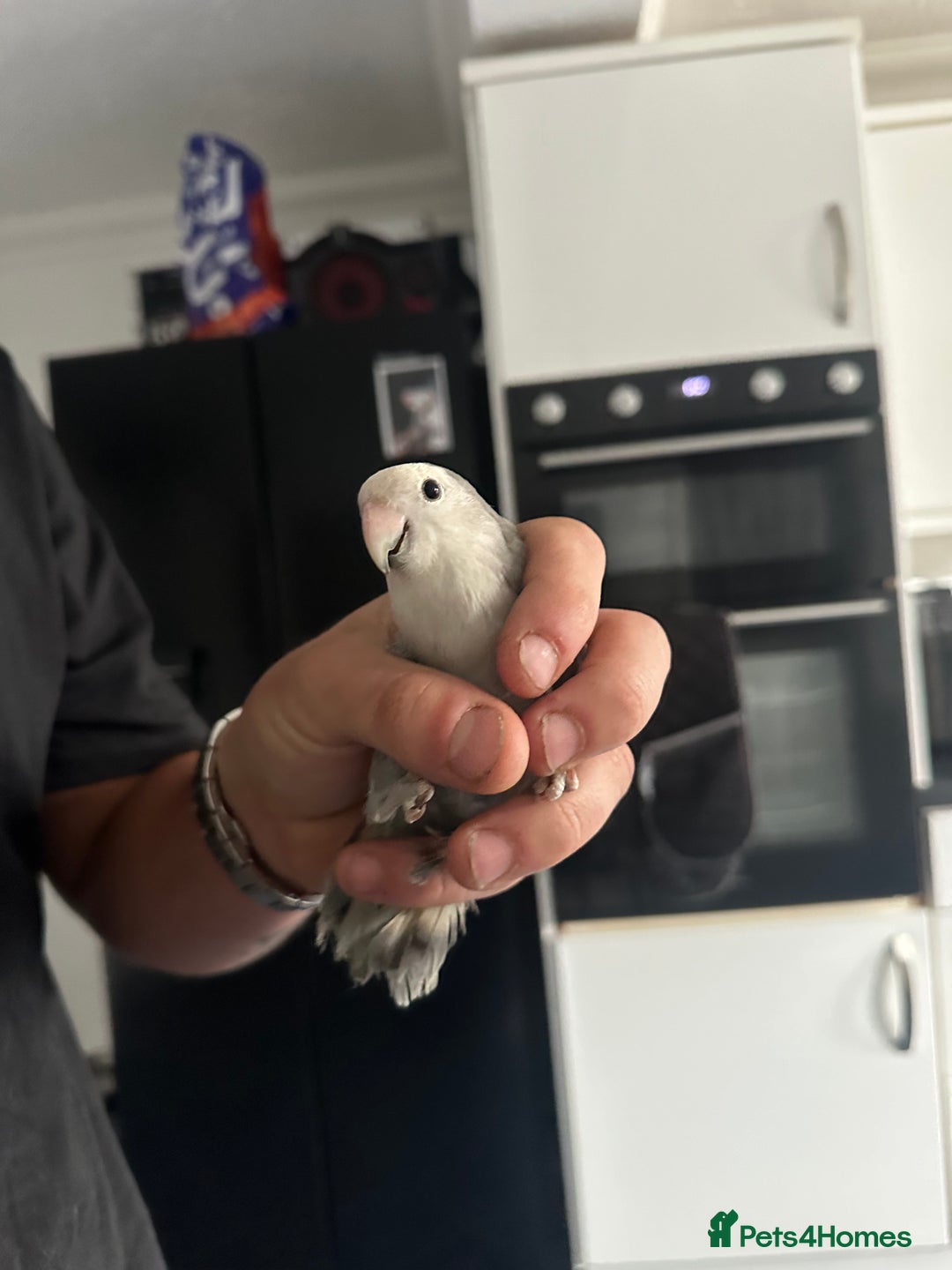 Lovebirds birds for sale: Breeding pair of lovebirds - Image 5