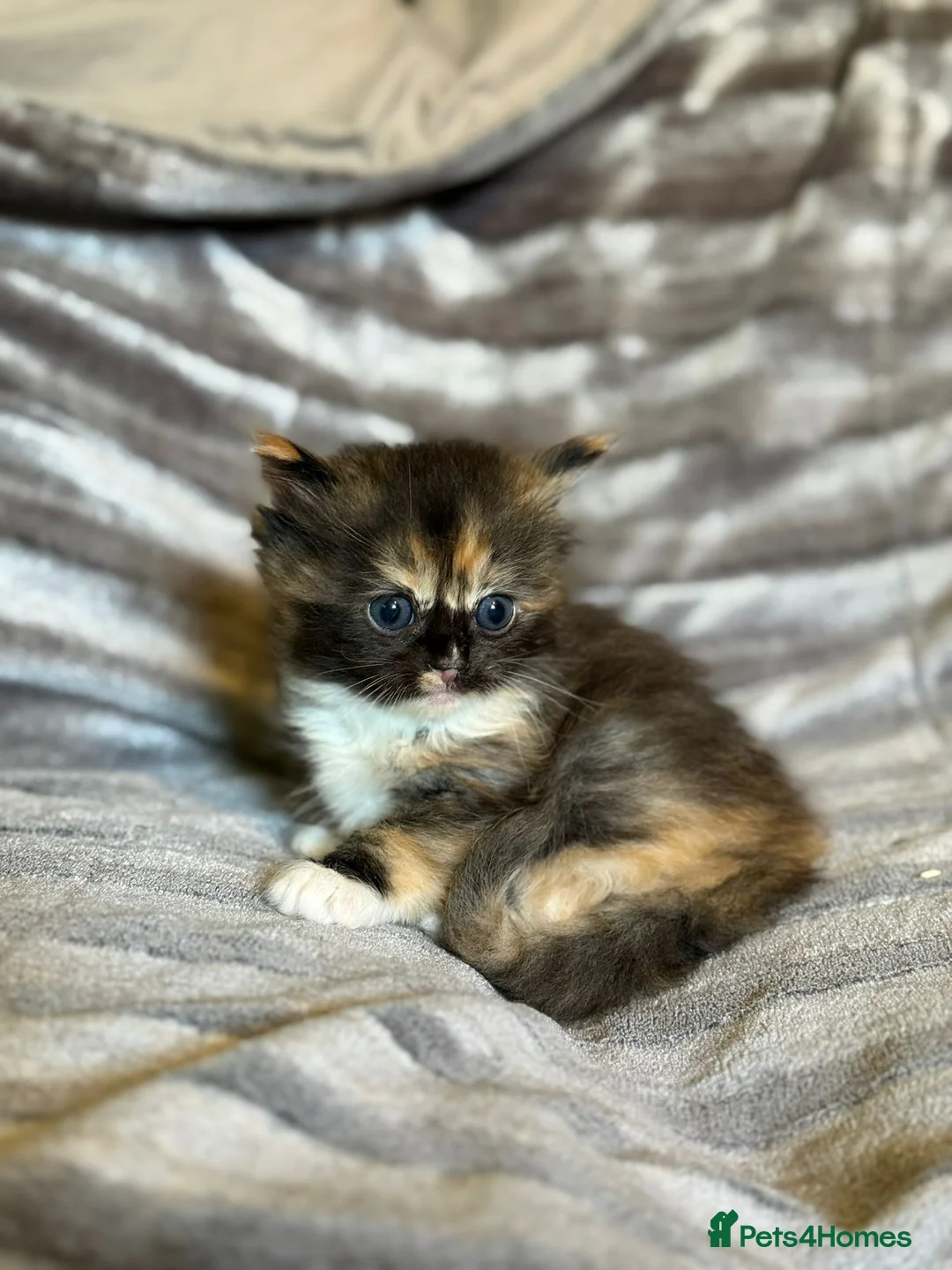 Maine Coon cats for sale: Maine×ragdoll - Advert 11