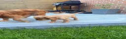 Cavalier King Charles Spaniel dogs for sale: 🐾Ruby Male Cavalier King Charles Spaniel🐾 in Nantwich - Advert 4