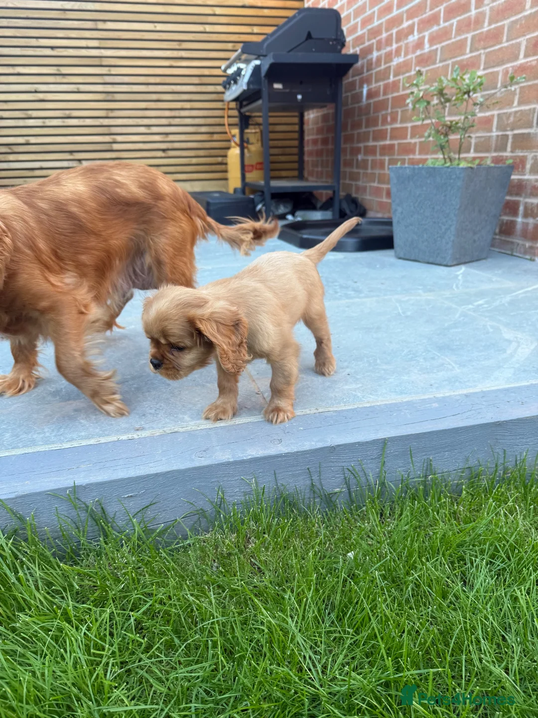Cavalier King Charles Spaniel dogs for sale: 🐾Ruby Male Cavalier King Charles Spaniel🐾 in Nantwich - Advert 4