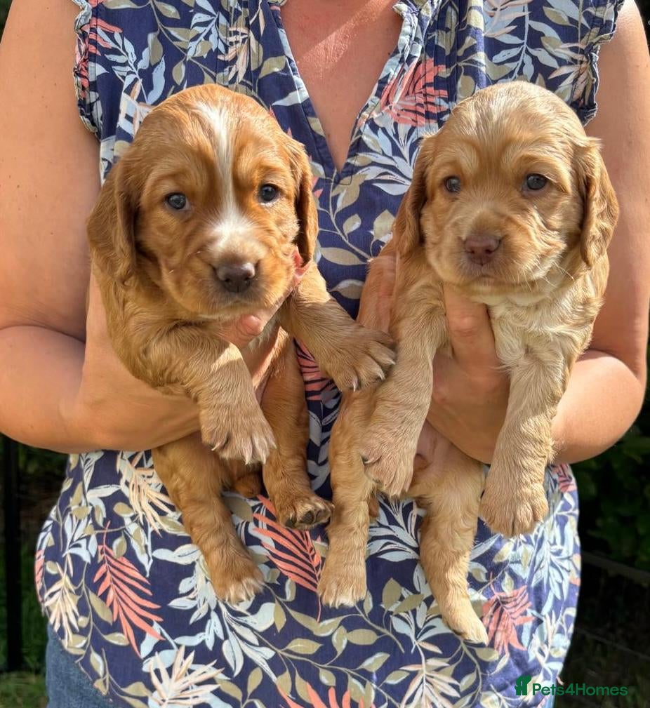 Cocker Spaniel dogs Golden Working Cocker Spaniel Puppies  - Advert 1