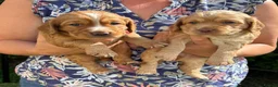 Cocker Spaniel dogs for sale: Golden Working Cocker Spaniel Puppies  - Advert 1