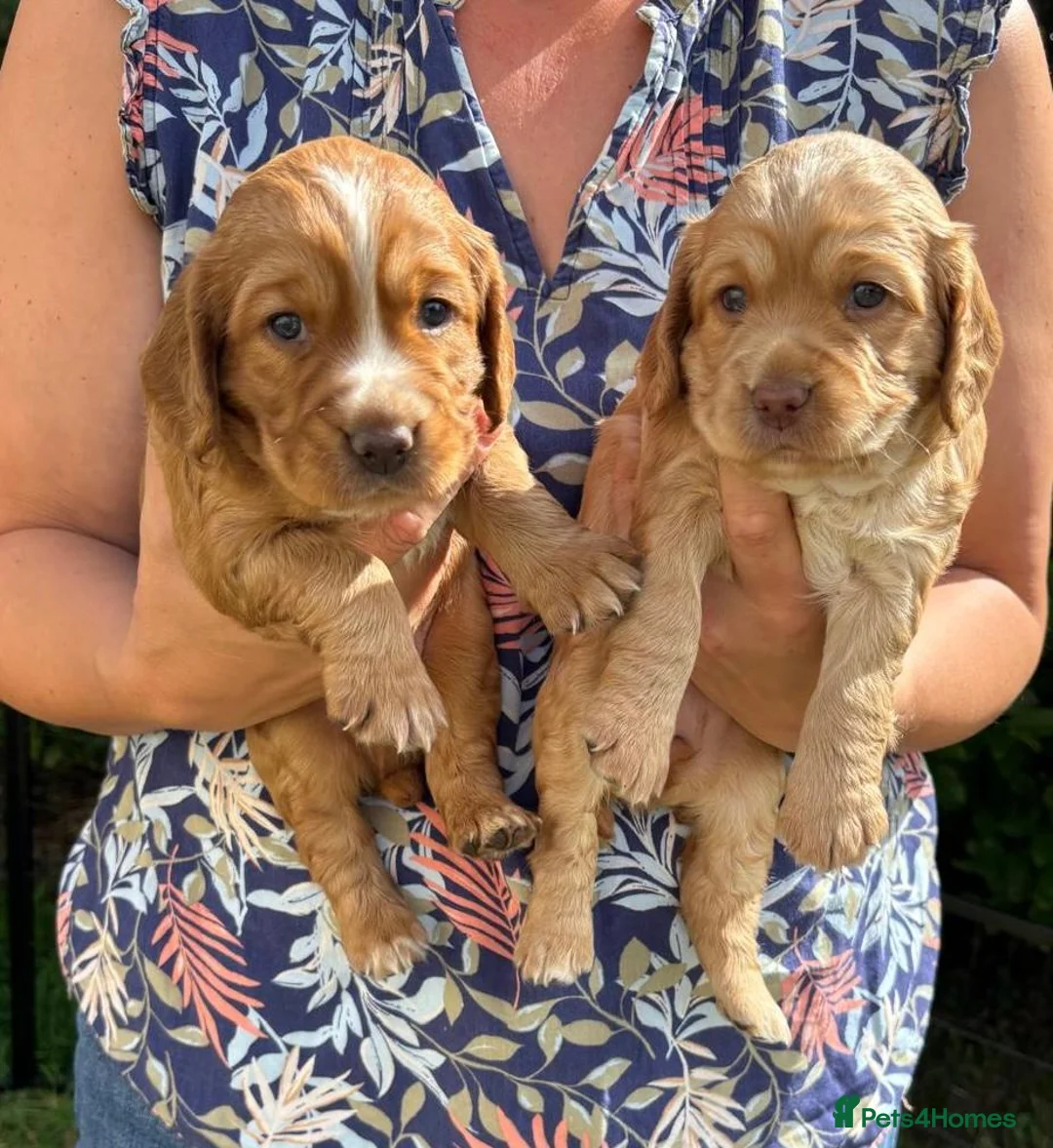 Cocker Spaniel dogs for sale: Golden Working Cocker Spaniel Puppies  - Advert 1