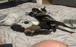 Mixed Breed dogs for sale: French Bulldog/Manchester Terrier hybrid. - Image 19