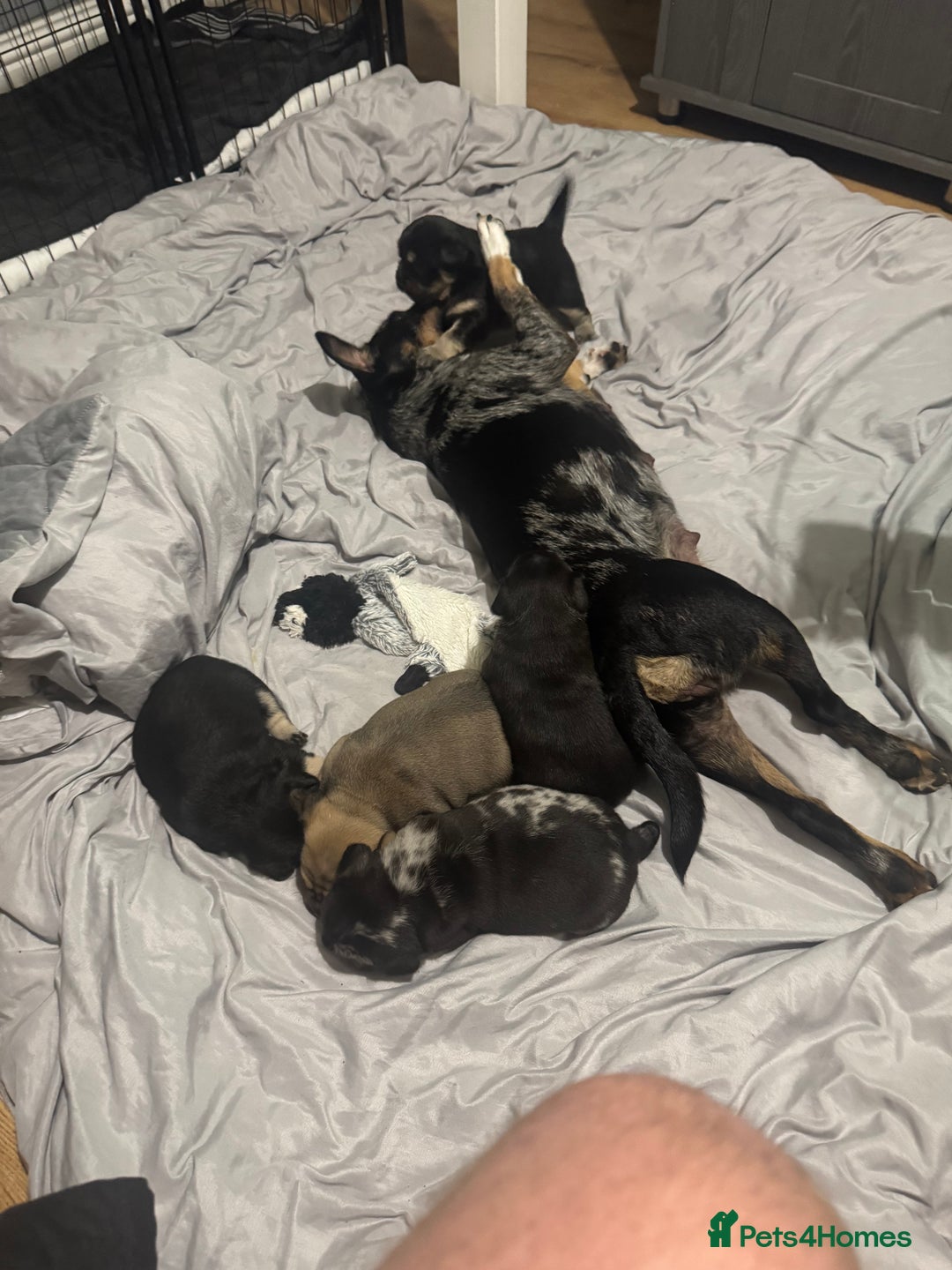 Mixed Breed dogs for sale: French Bulldog/Manchester Terrier hybrid. - Image 19