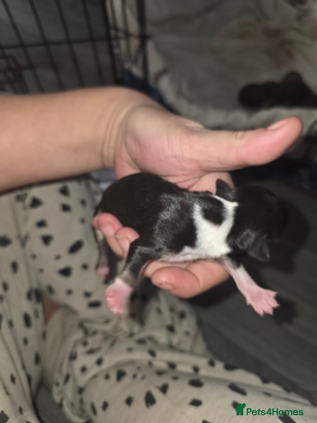 Chihuahua dogs for sale: 4 chihuahua girls - Advert 5