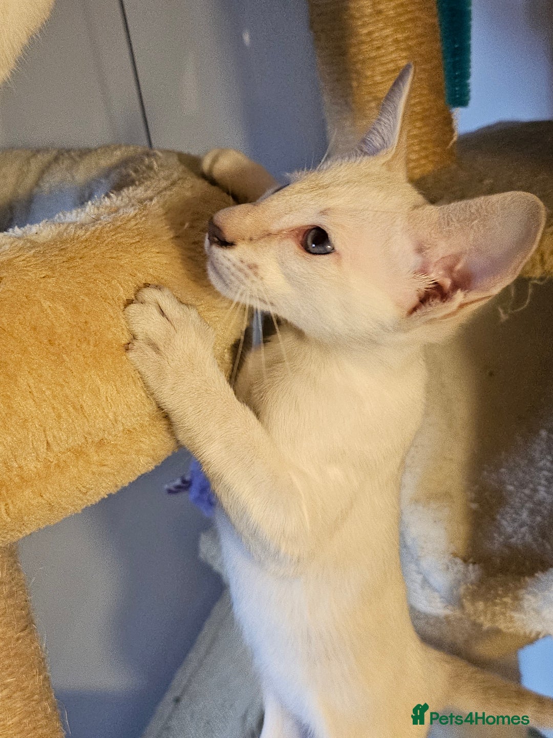 Siamese cats for sale: Two Male Siamese Kittens Looking for New Slaves - Image 3