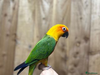 Conures birds Baby Jandey conure - Advert 3