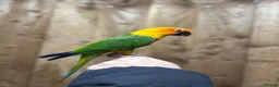 Conures birds for sale: Baby Jandey conure  - Advert 1