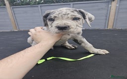 Cane Corso dogs for sale: Look 👀 absolutely stunning cane corso. - Image 30