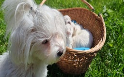 Maltese dogs for sale: One Maltese boy  100% pure breed   - Image 12
