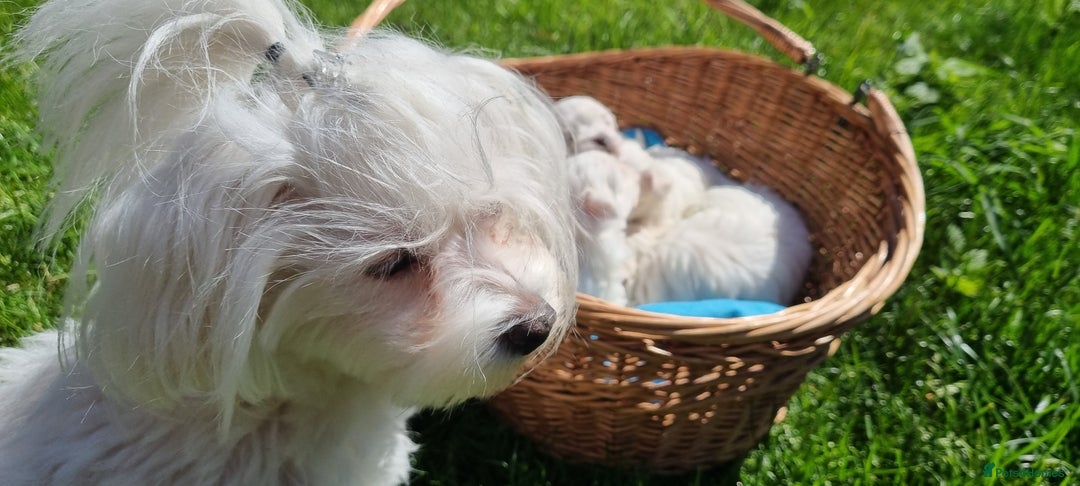 Maltese dogs for sale: One Maltese boy  100% pure breed   - Image 12