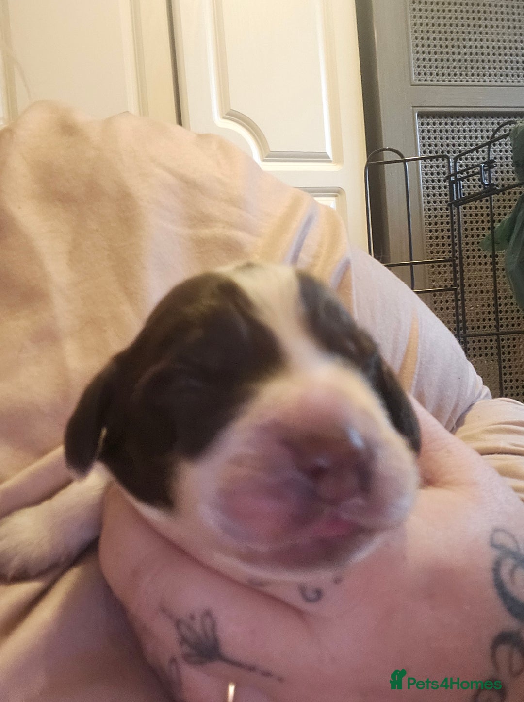 Cocker Spaniel dogs for sale: 4 beautiful cocker spaniel pups left  - Image 4