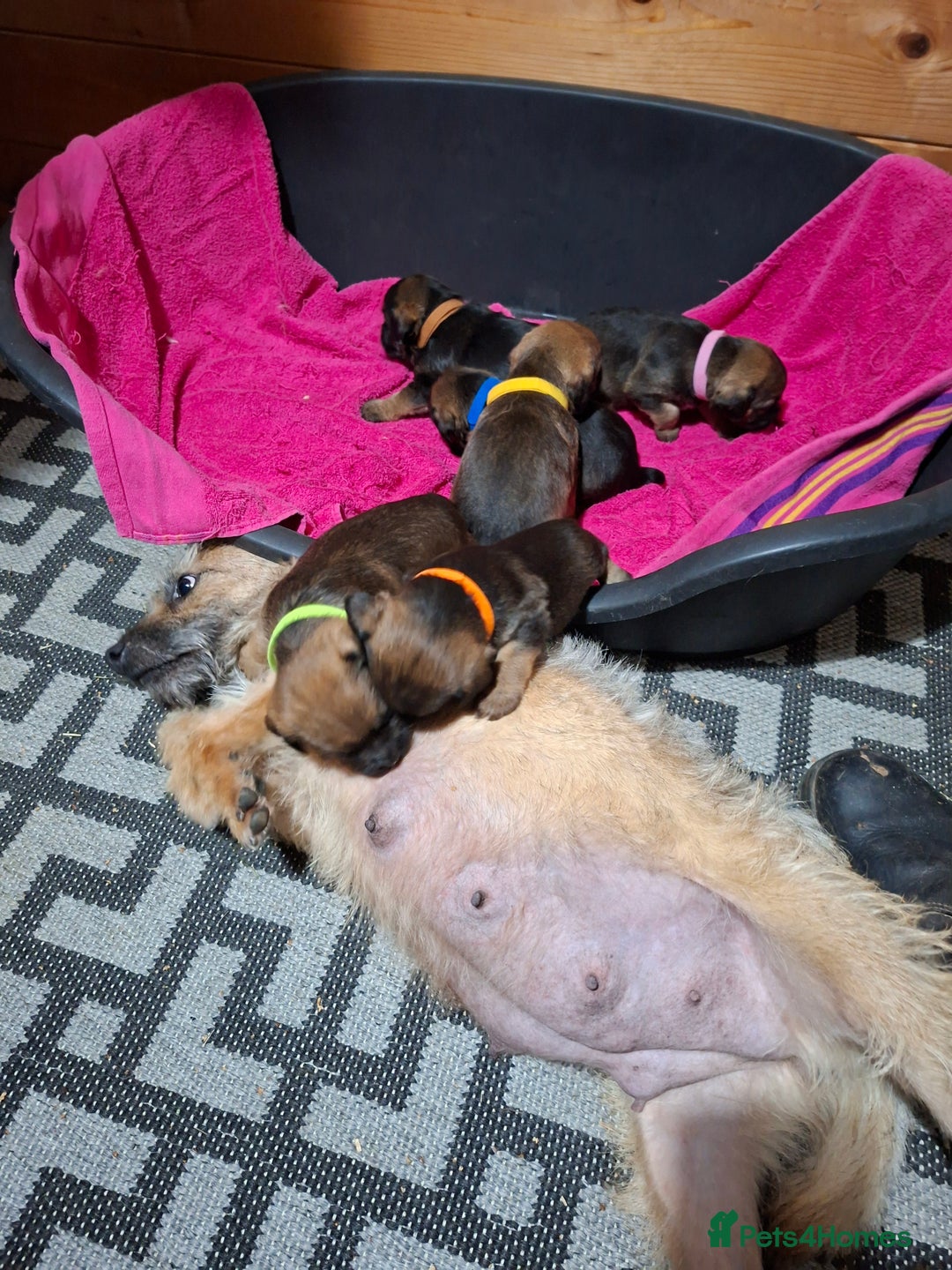 Border Terrier dogs for sale: KC REGISTERED BORDER TERRIERS SLEM CLEAR  - Advert 3