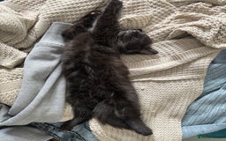 Mixed Breed cats for sale: Four Gorgeous Kittens Looking For Their Hoomans - Image 23