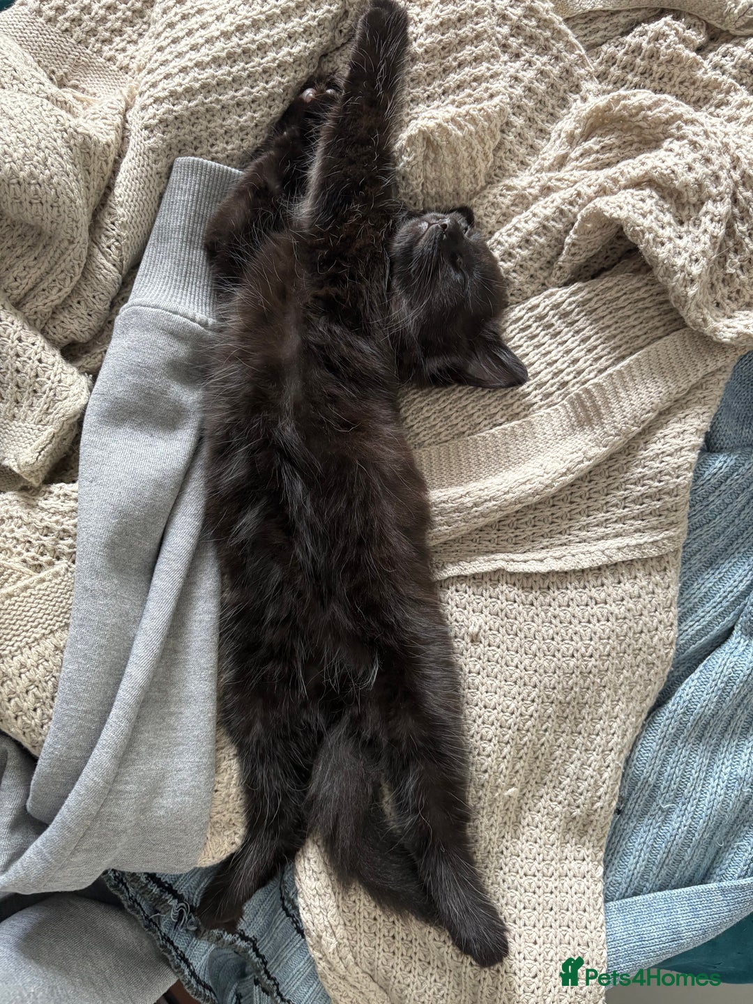 Mixed Breed cats for sale: Four Gorgeous Kittens Looking For Their Hoomans - Image 23