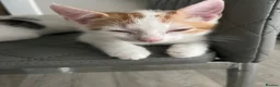 Mixed Breed cats for sale: 2 kittens ready for new homes  - Advert 13