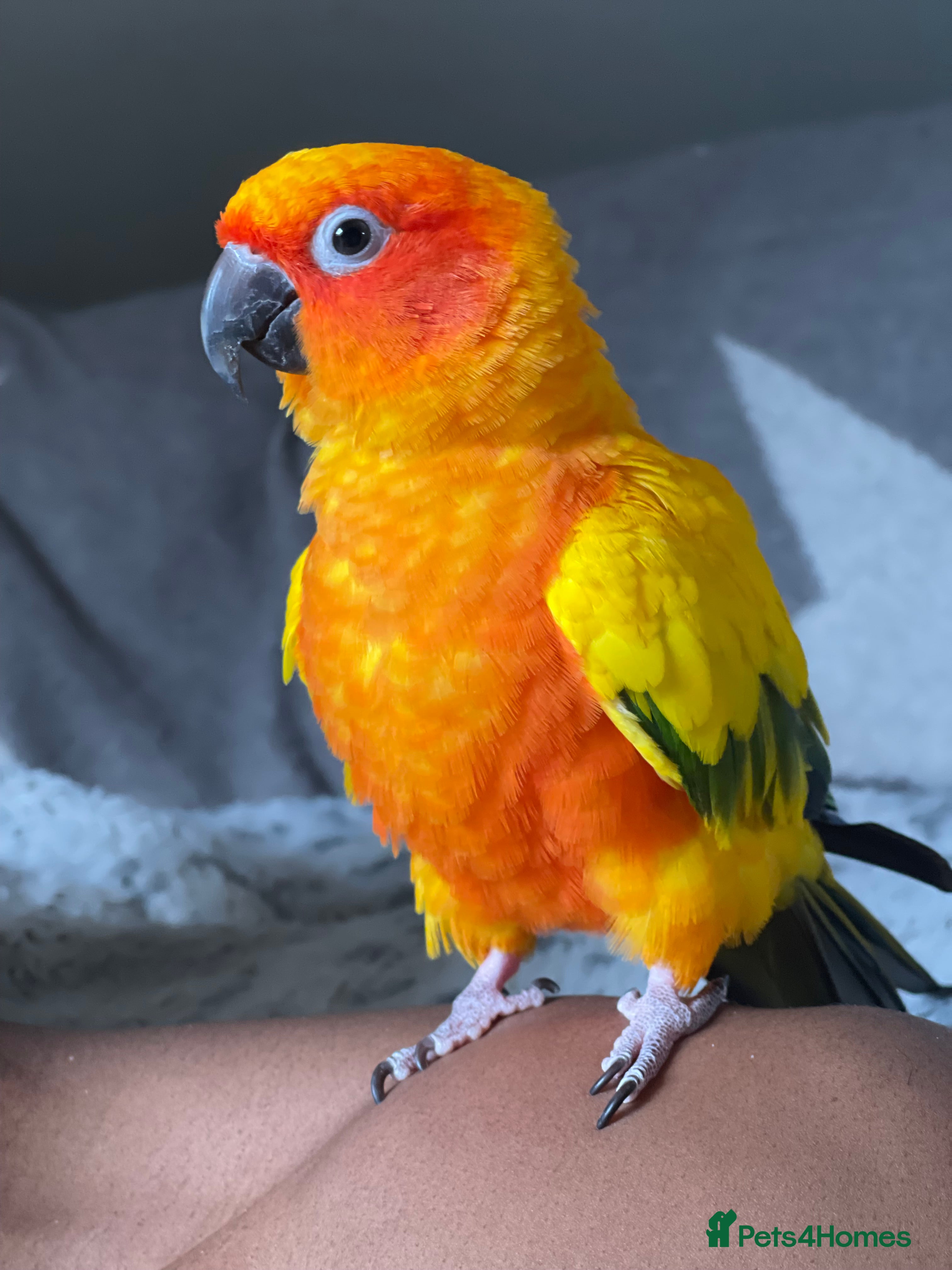 Conures birds Sun Conure - Male - for rehoming  - Advert 4