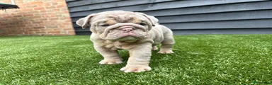 English Bulldog 8