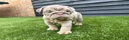 English Bulldog dogs for sale: English Bulldog Puppies - Advert 11