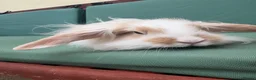Mini Lop rabbits for sale: Minilop baby bunnies - Advert 14